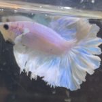 betta207