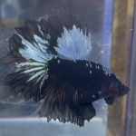betta225