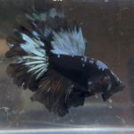 betta225