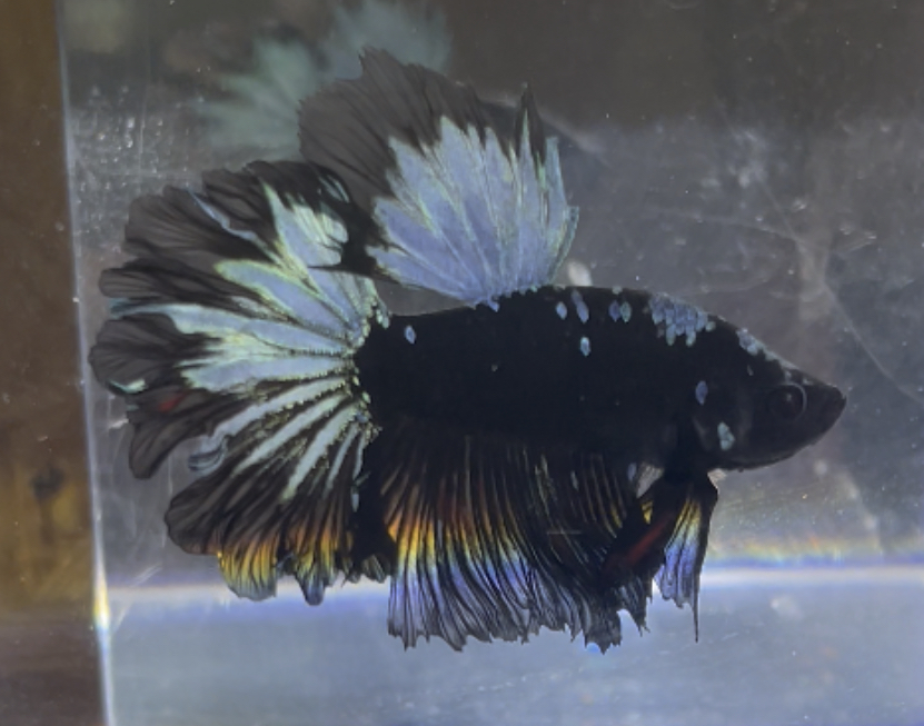 betta225