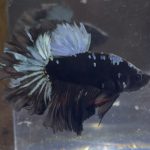 betta225