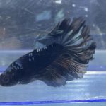 betta225