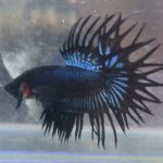 betta215