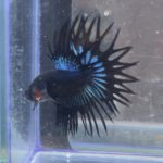 betta215