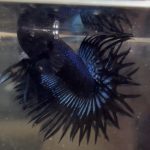 betta215