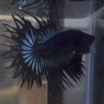 betta215