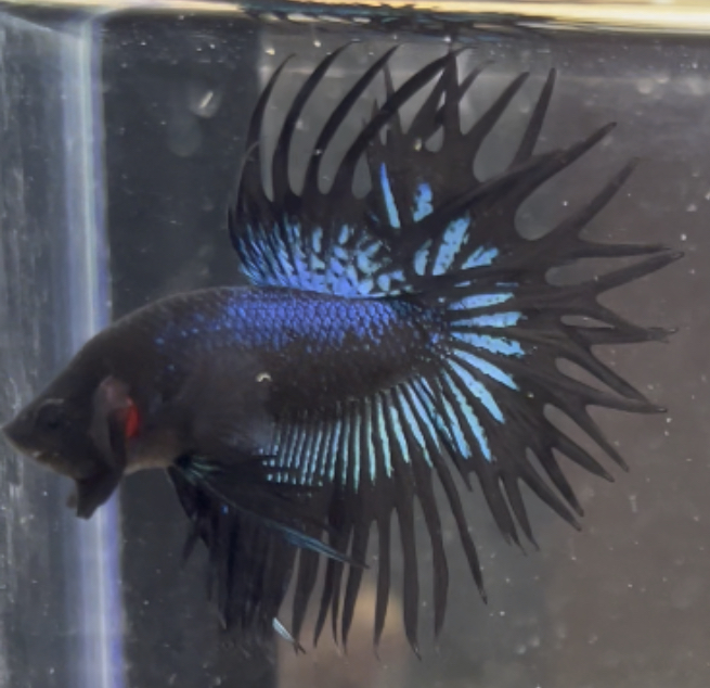 betta215