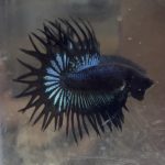 betta215