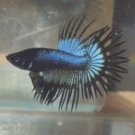 betta216