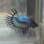 betta216