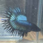 betta216