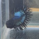 betta216