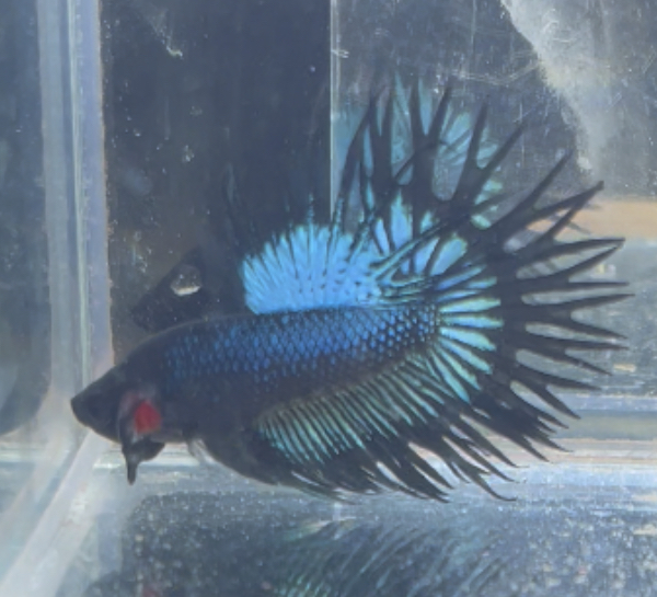 betta216