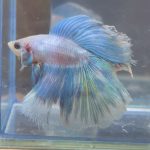 betta224