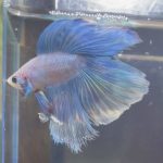 betta224
