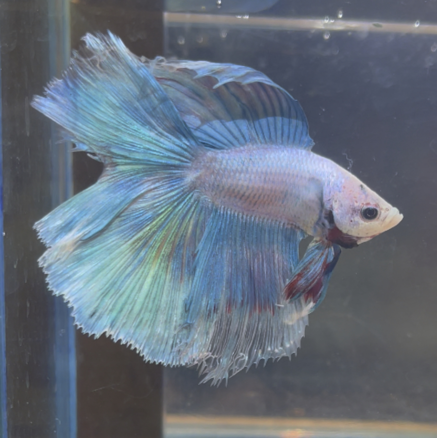 betta224