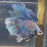 betta224