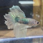 betta230