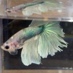 betta230