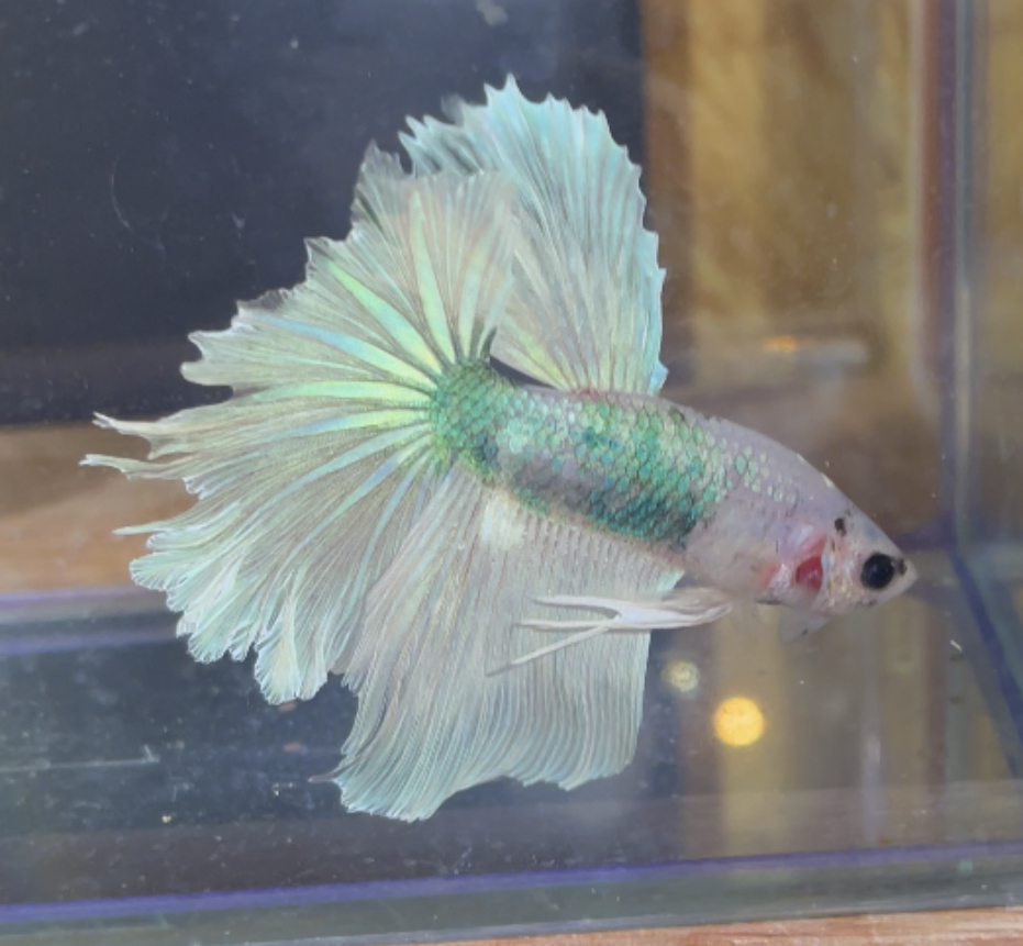 betta230