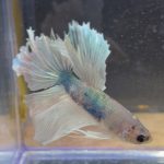 betta230