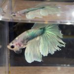 betta230