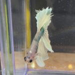 betta230