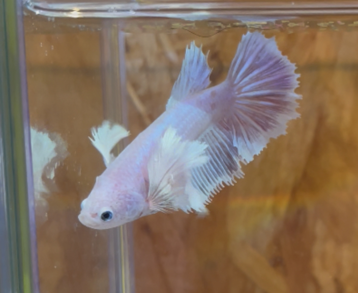 betta231