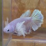 betta231