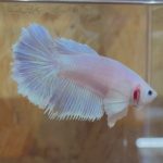 betta231