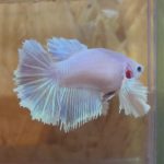 betta231