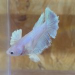 betta231