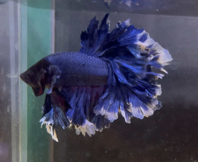 betta233