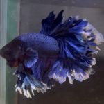 betta233