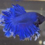 betta233