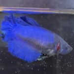 betta233