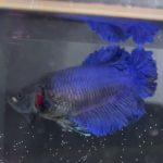 betta233