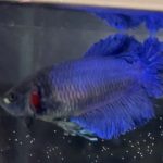 betta233