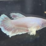 betta235