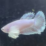 betta235