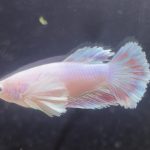 betta235