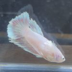 betta235