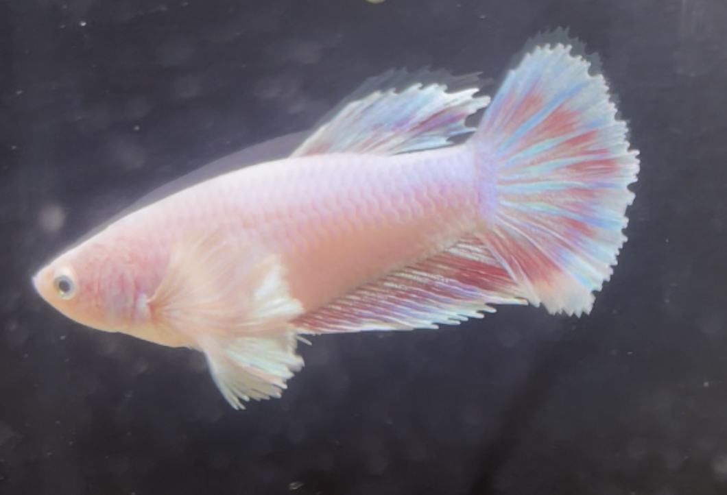 betta235