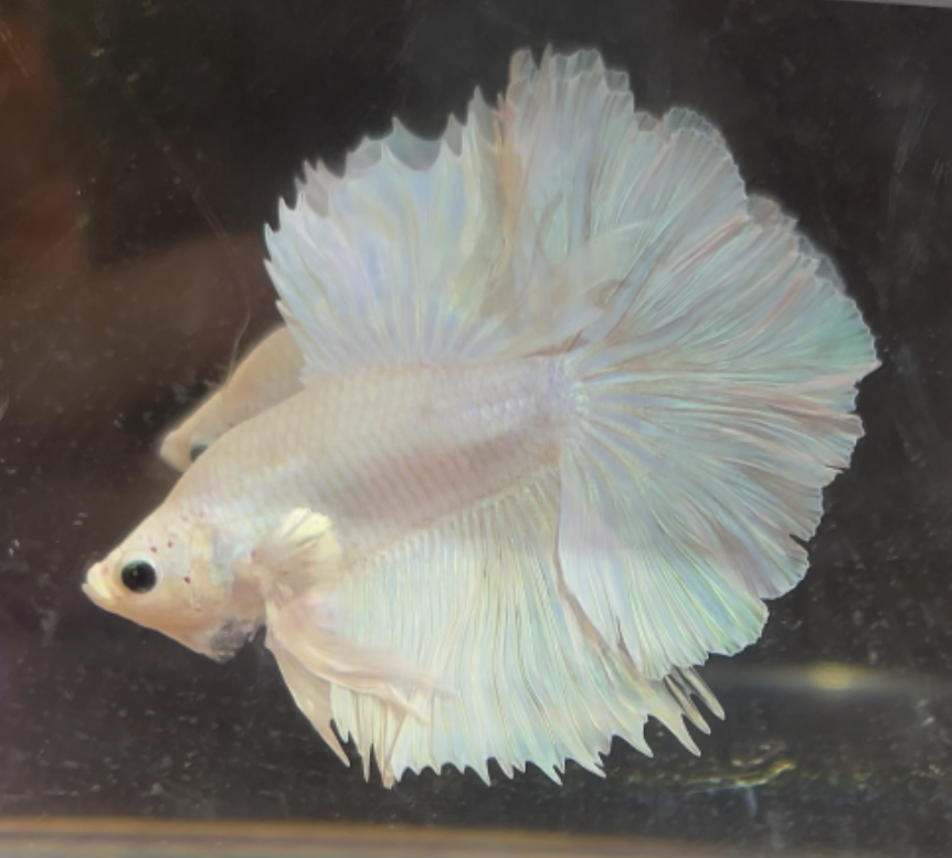 betta234