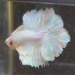 betta234