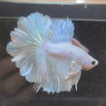 betta234