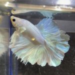 betta234