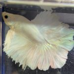 betta234