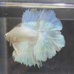 betta234