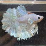 betta234